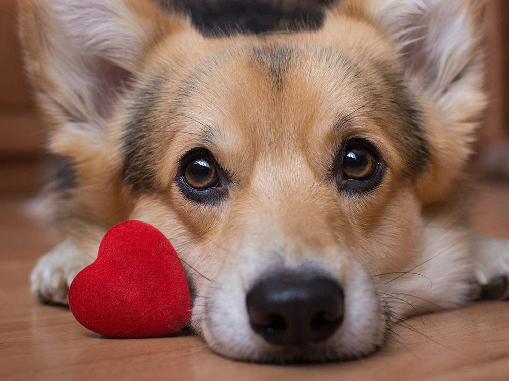 A dog cuddling a heart soft toy
