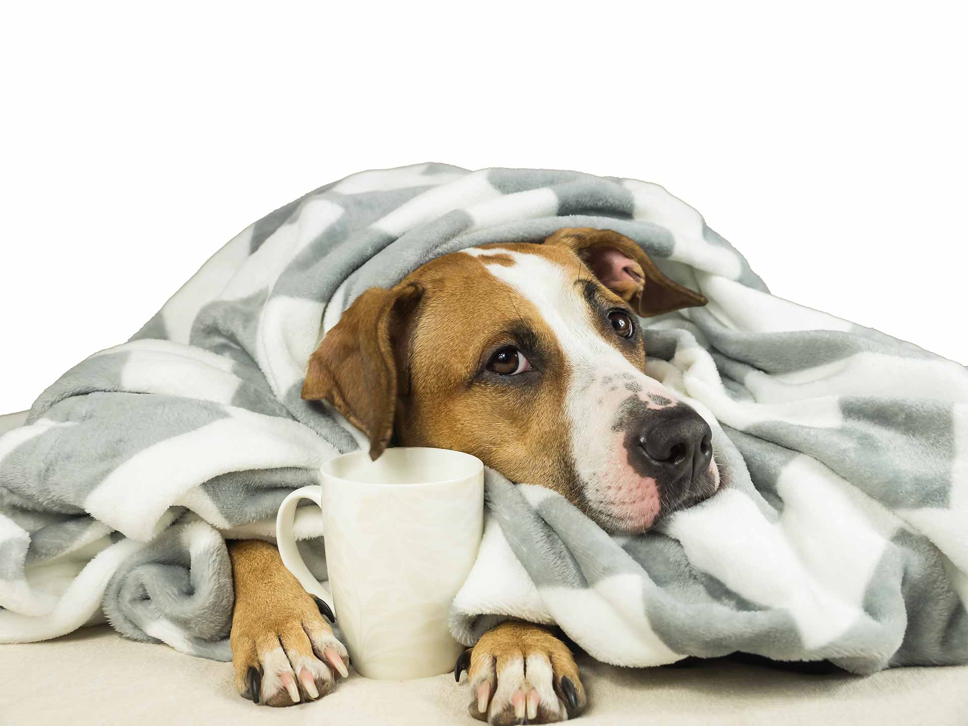 Recovering dog under a blanket with a mug