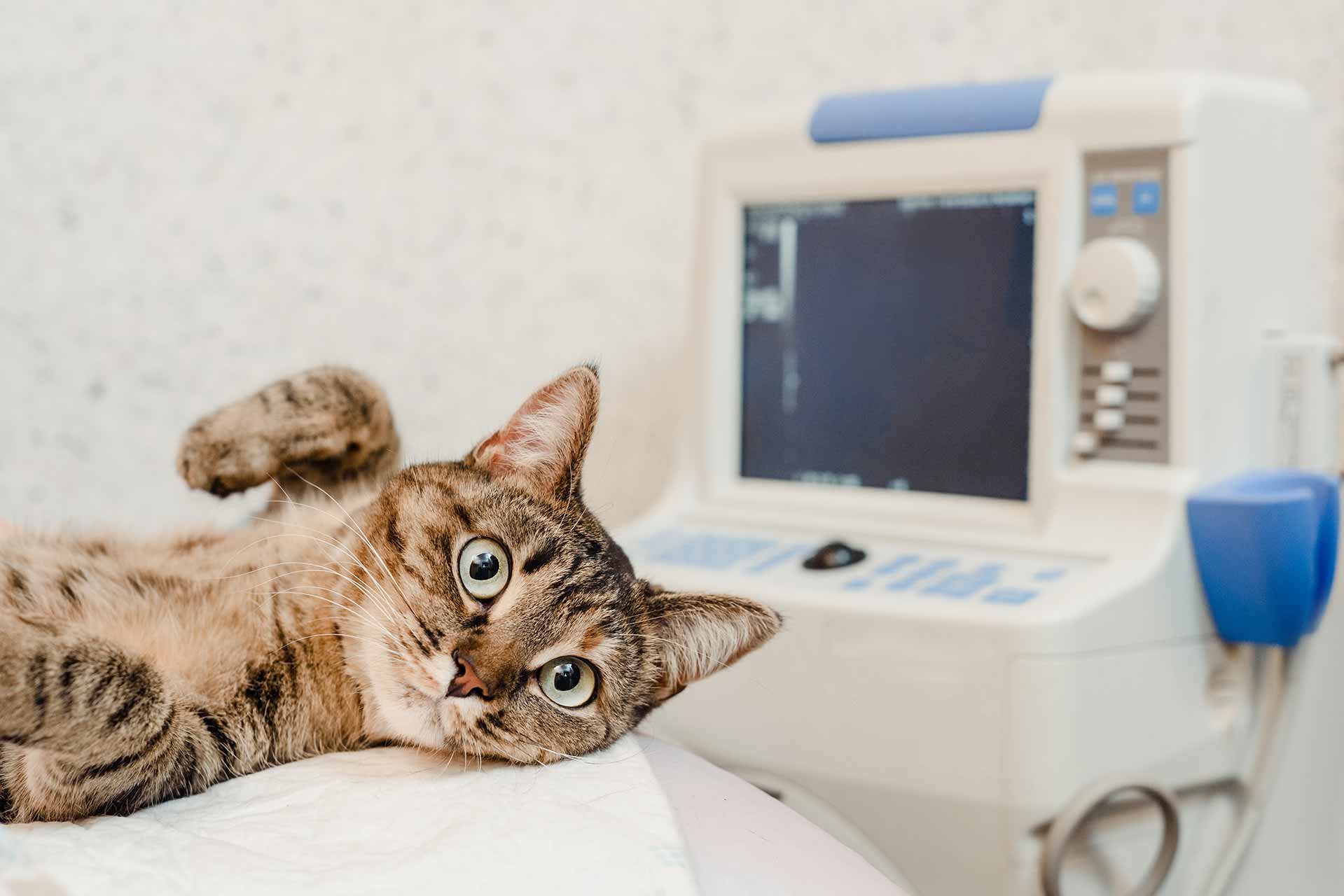 Cat lying on its back for an ultrasound while looking directly at camera