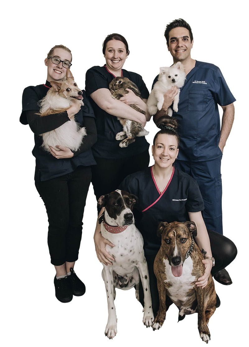 Mitcham Pet Hospital team with their respective pets