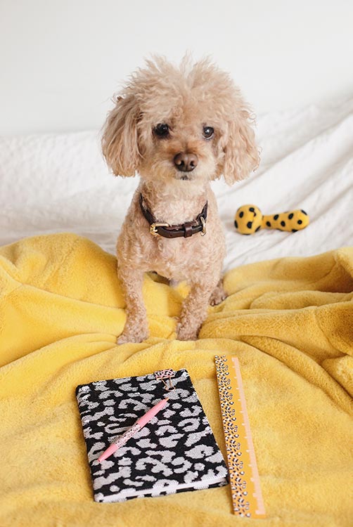 A cute poodle on the bed before a notebook, pencil and ruler - all ready to learn