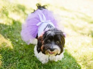 Female dog in a dress