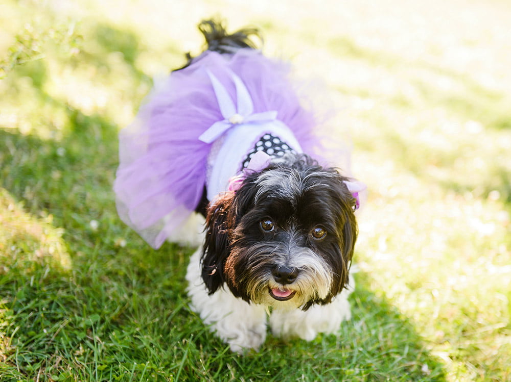 Female dog in a dress