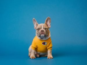 Male dog in a sports top